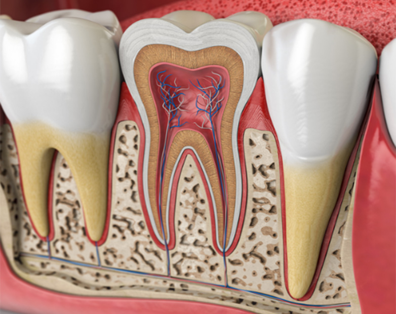 Corte transversal de un diente mostrando su anatomía