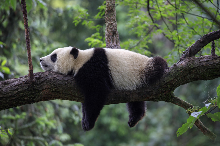 oso panda durmiendo en la rama de un árbol